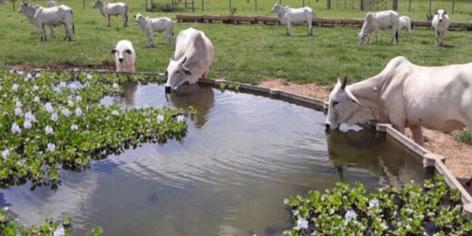 As plantas aquáticas ajudam a manter o bebedouro do gado limpo? As plantas aquáticas ajudam a manter o bebedouro do gado limpo?