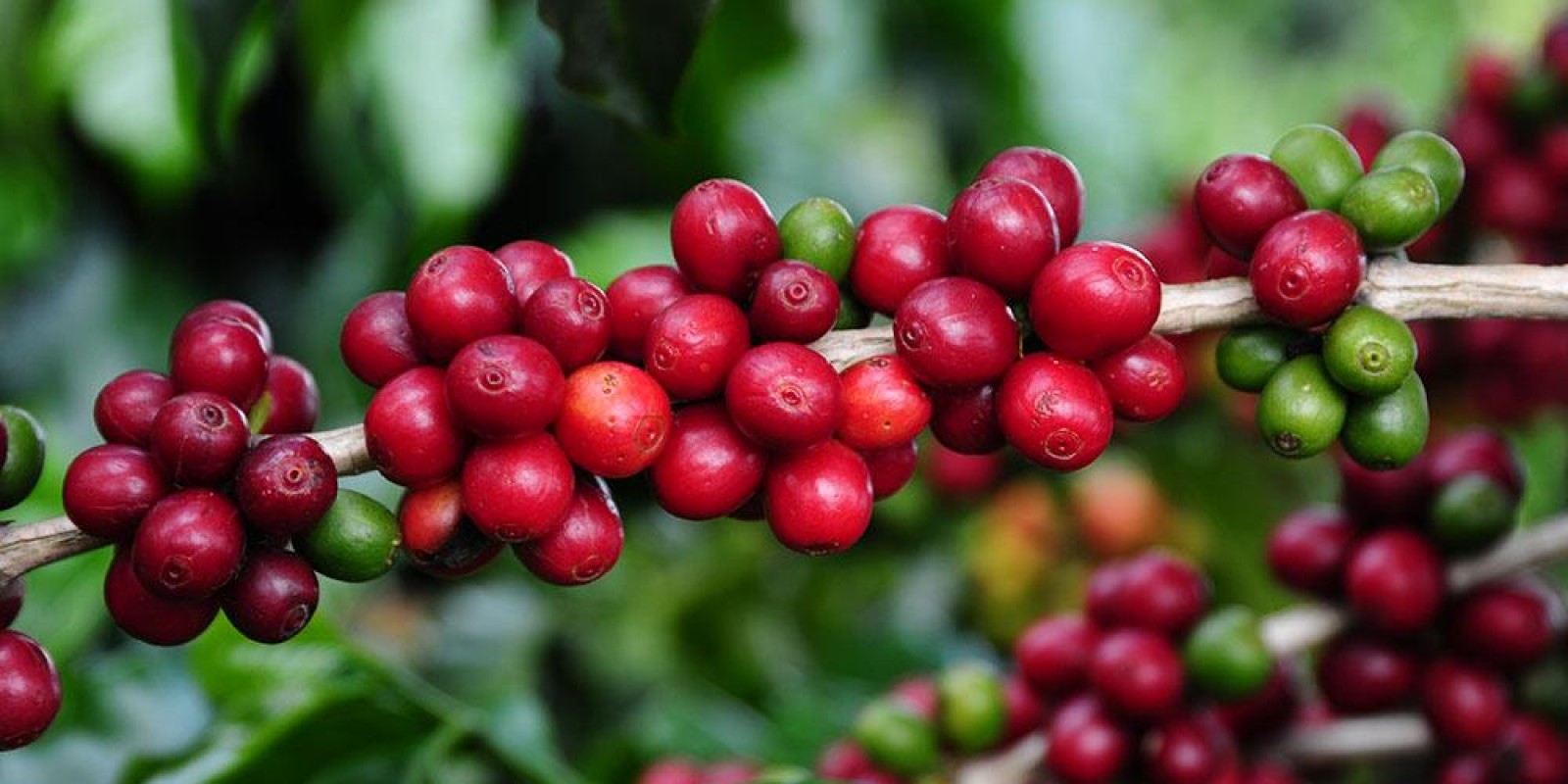 Minas Gerais deve alcançar produção recorde de café na safra 2020 Minas Gerais deve alcançar produção recorde de café na safra 2020