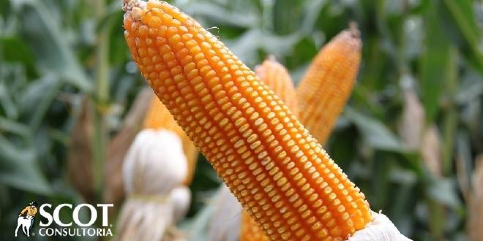 Preços do milho subiram em agosto, mas iniciaram setembro em queda