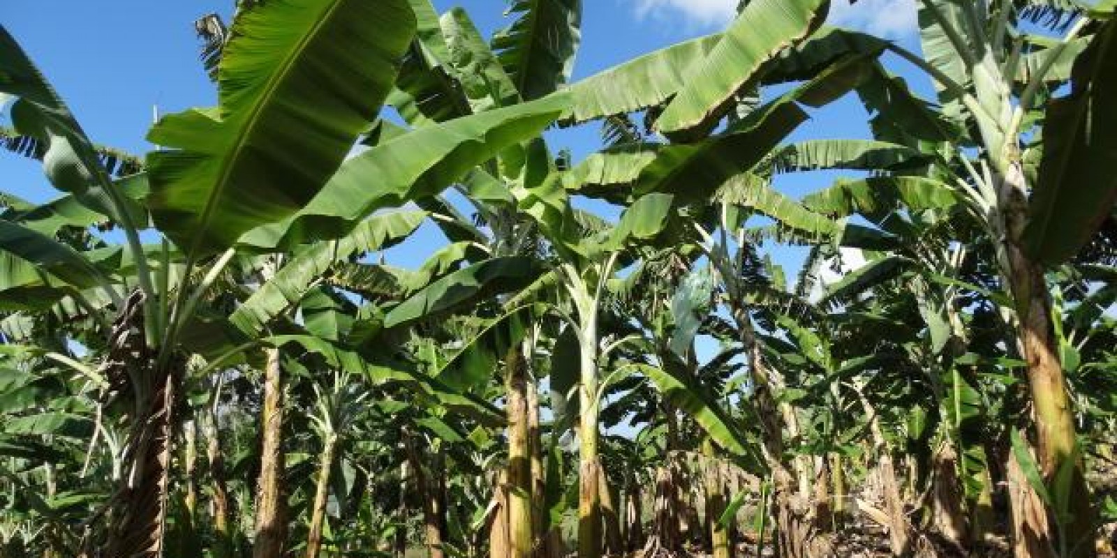 Epamig faz testes com variedades de bananas mais resistentes a doenças Epamig faz testes com variedades de bananas mais resistentes a doenças