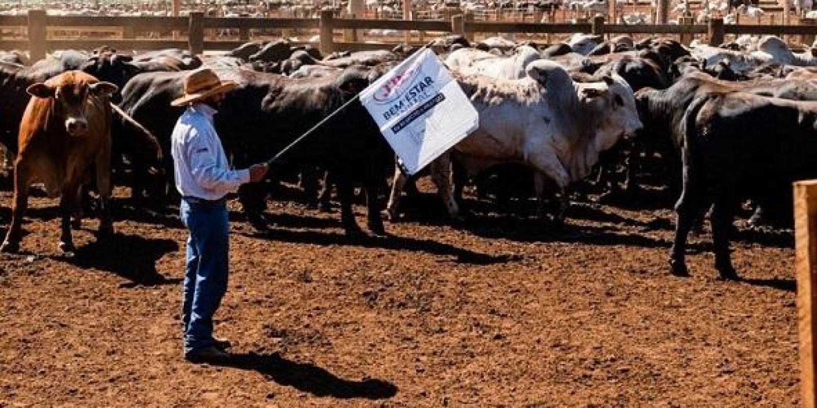 Agrônomo recomenda que pecuarista trate seu boi como “hóspede” na fazenda Agrônomo recomenda que pecuarista trate seu boi como “hóspede” na fazenda