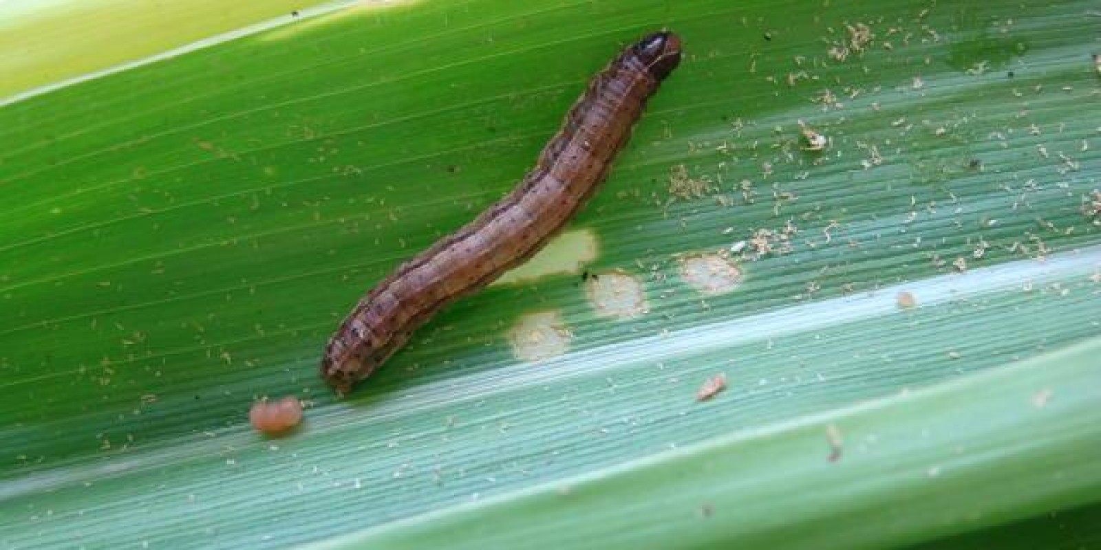 Controle biológico é usado em Minas Gerais no combate à principal praga das lavouras de milho e sorgo Controle biológico é usado em Minas Gerais no combate à principal praga das lavouras de milho e sorgo