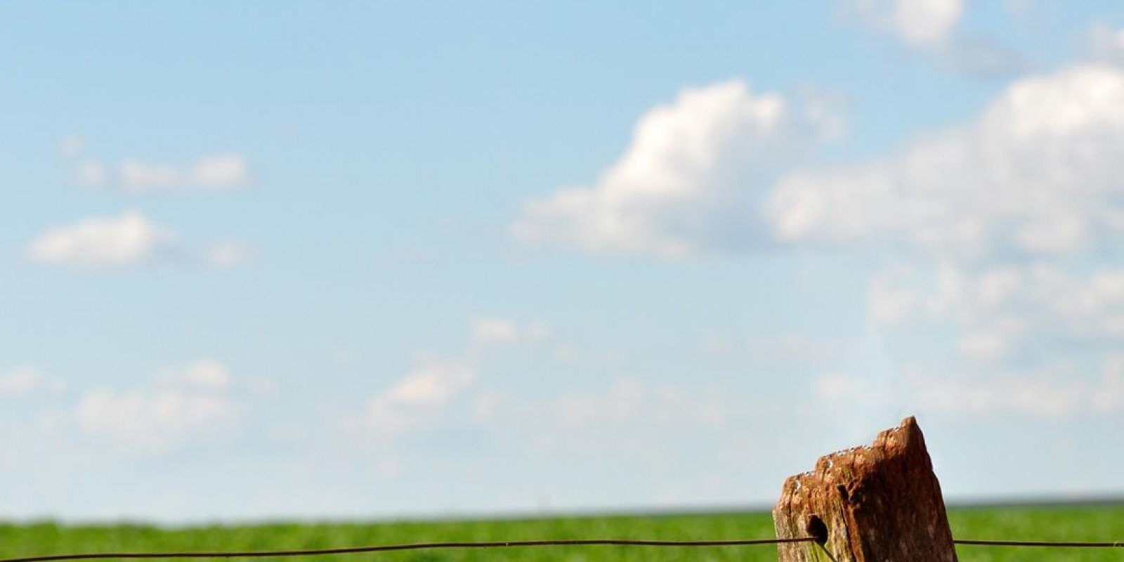 Defesa Vegetal do IMA emite 124 mil documentos sanitários em 2020 Defesa Vegetal do IMA emite 124 mil documentos sanitários em 2020
