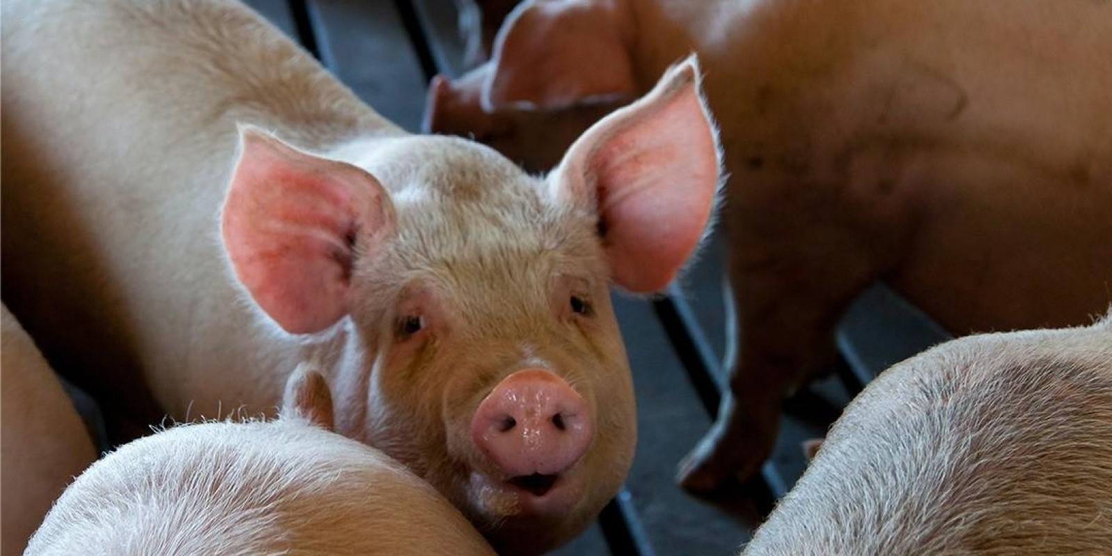 IMA discute Plano Integrado de Vigilância para sanidade suídea IMA discute Plano Integrado de Vigilância para sanidade suídea