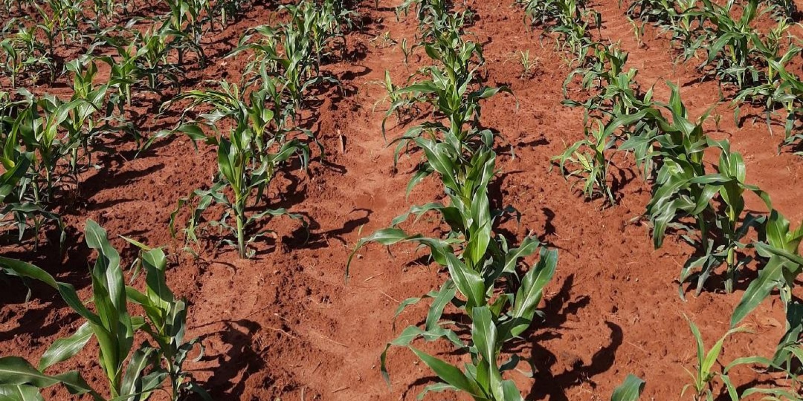 Projeto Integra Zebu prevê a recuperação de pastagens degradadas no Triângulo Mineiro e Alto Paranaíba Projeto Integra Zebu prevê a recuperação de pastagens degradadas no Triângulo Mineiro e Alto Paranaíba