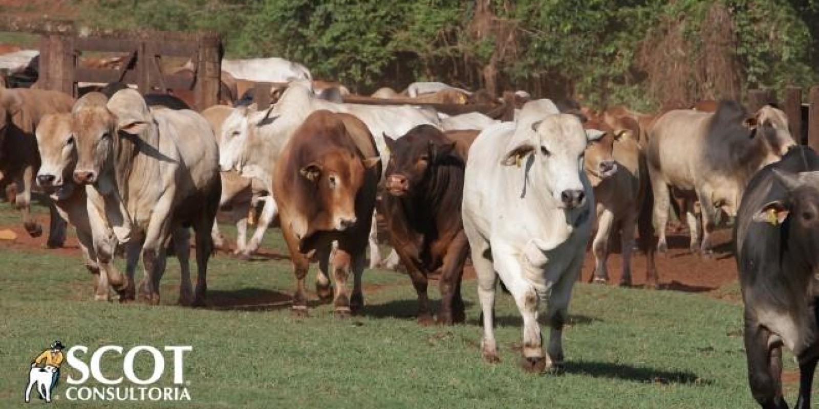 Recuo nas exportações brasileiras de carne bovina na primeira semana de fevereiro