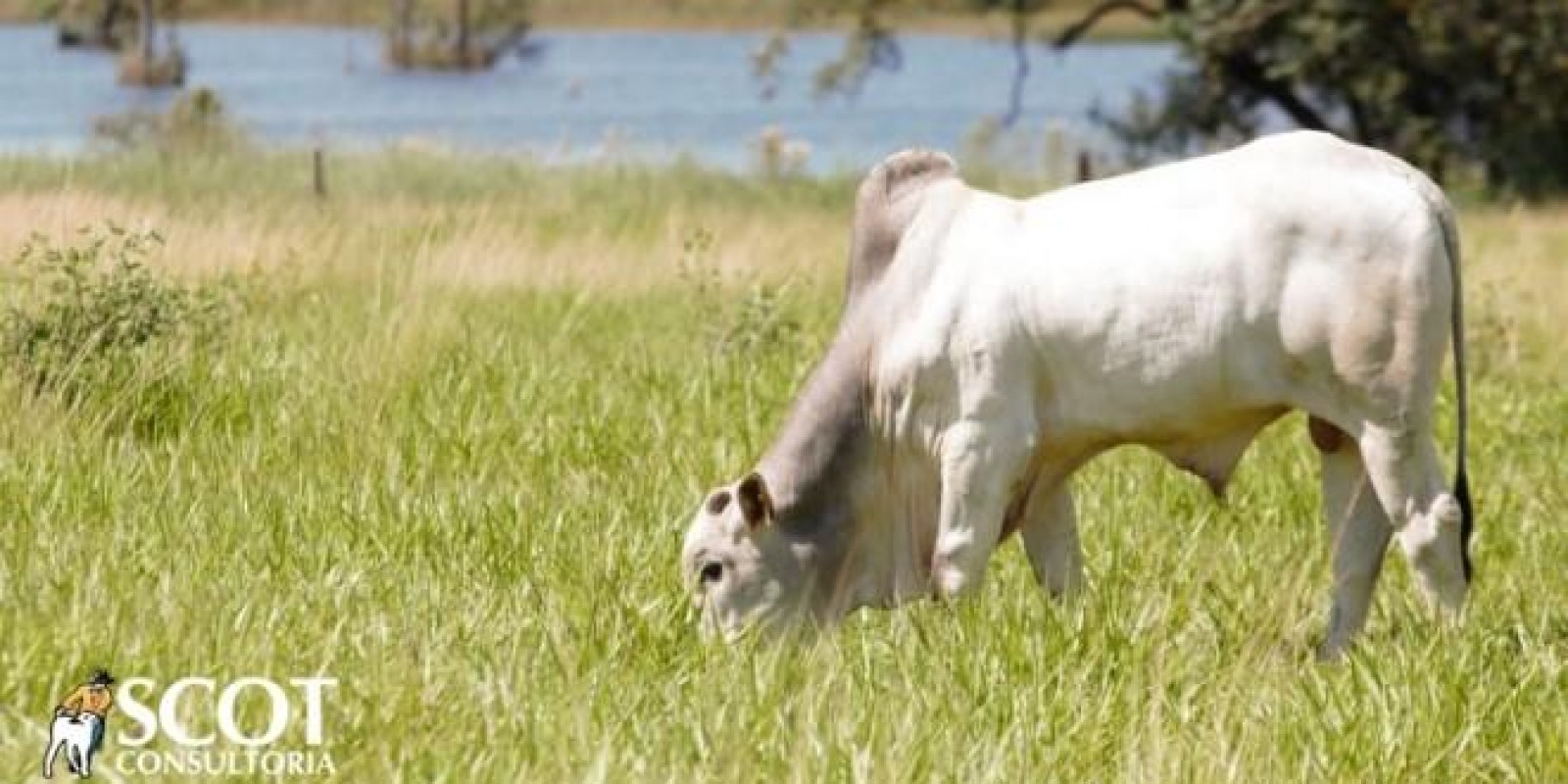Boi gordo: fevereiro chega ao fim com cotações estáveis em São Paulo Boi gordo: fevereiro chega ao fim com cotações estáveis em São Paulo