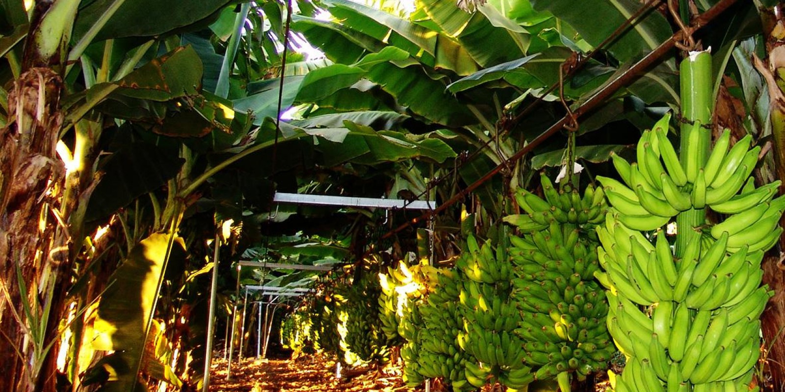 Epamig lança livro com informações técnicas sobre a cultura da banana