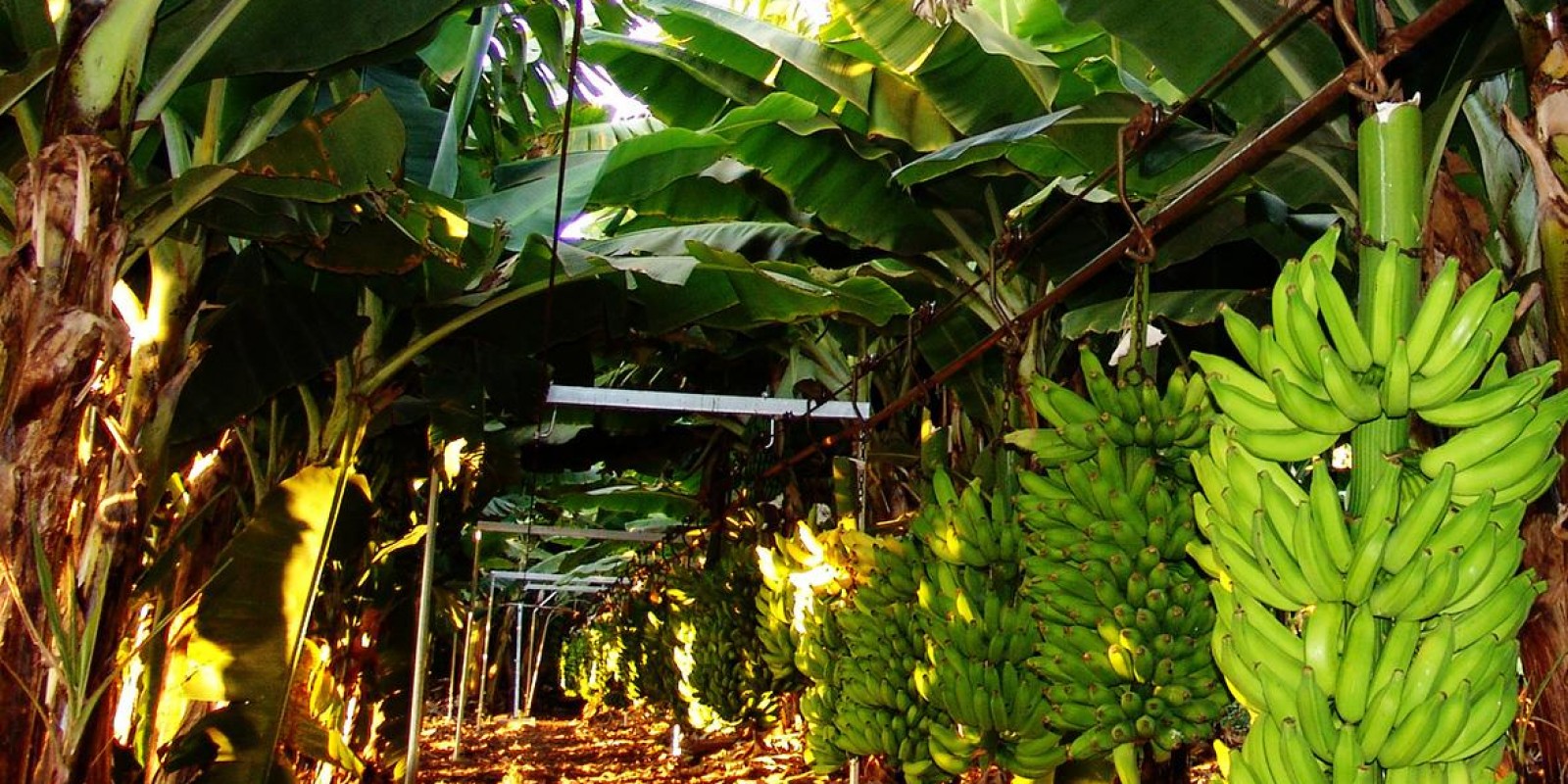 Epamig lança livro com informações técnicas sobre a cultura da banana Epamig lança livro com informações técnicas sobre a cultura da banana