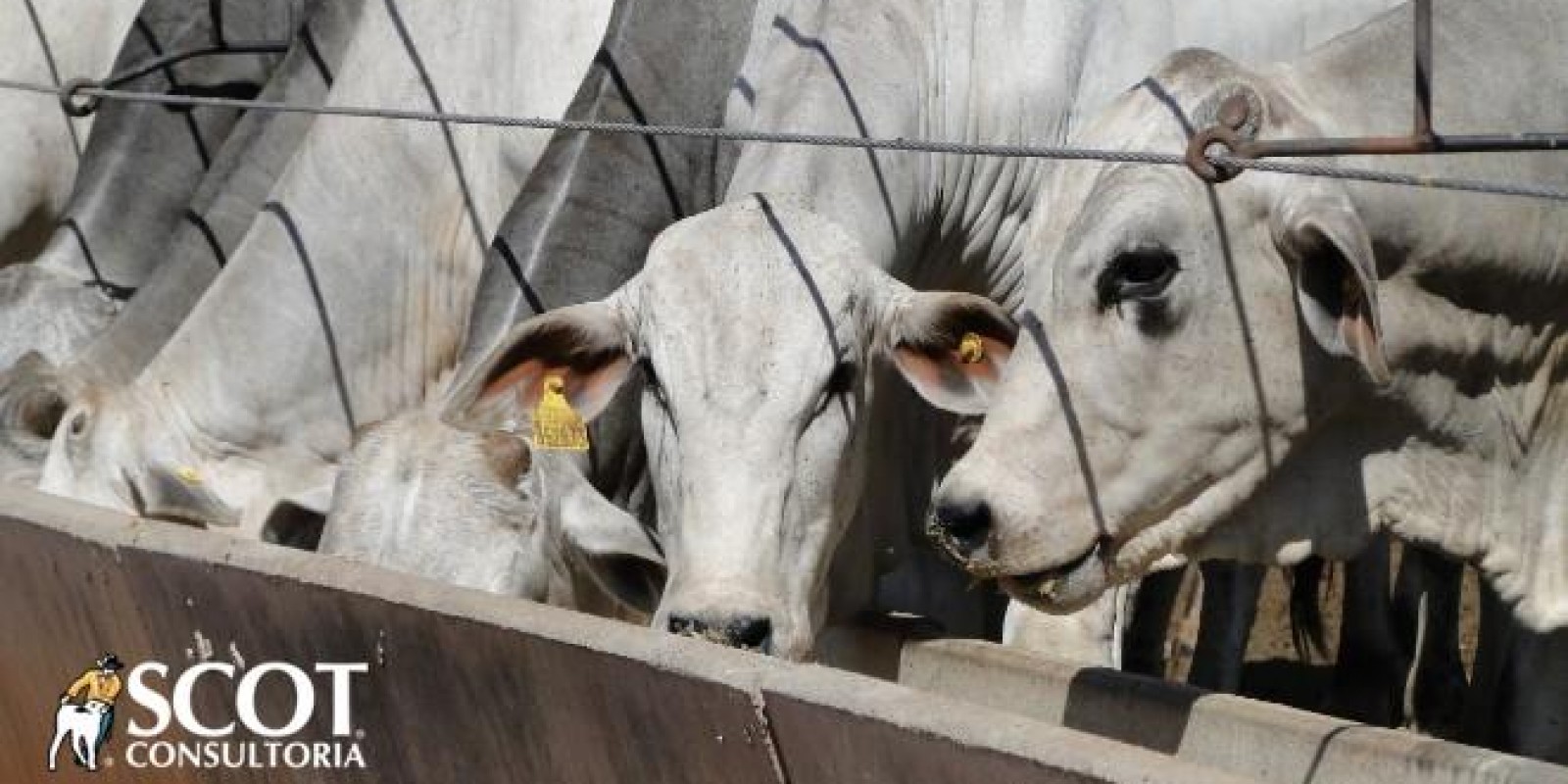 Mercado do boi gordo: oferta restrita de animais para abate