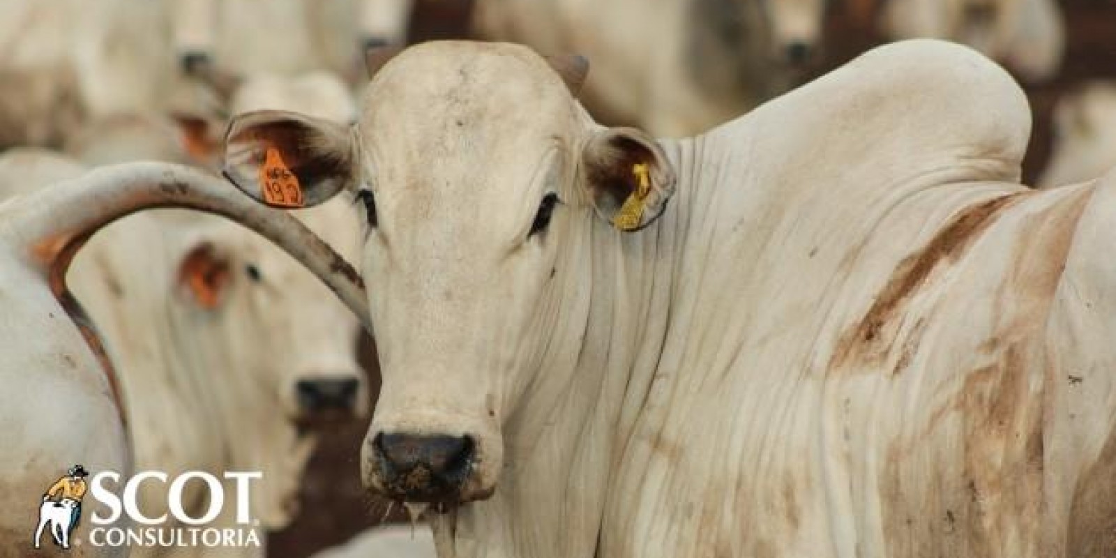 Oferta pequena de animais para abate dá sustentação aos preços no mercado do boi gordo
