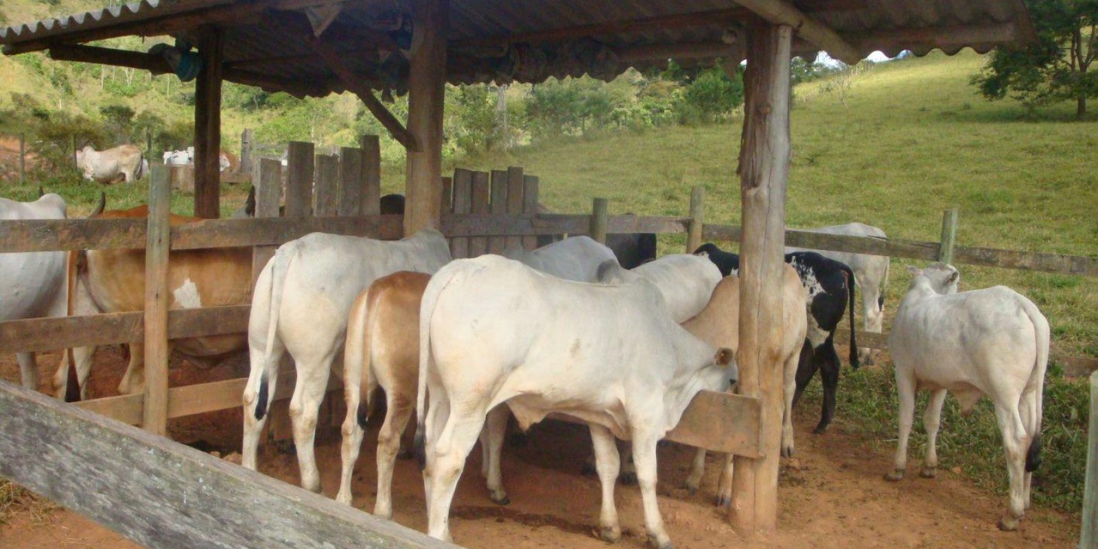 Saiba mais sobre o creep-feeding, suplementação concentrada em locais restritos aos bezerros Saiba mais sobre o creep-feeding, suplementação concentrada em locais restritos aos bezerros