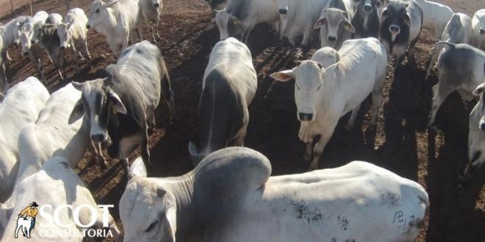 Sinais de melhora na oferta de boiadas para abate em São Paulo Sinais de melhora na oferta de boiadas para abate em São Paulo
