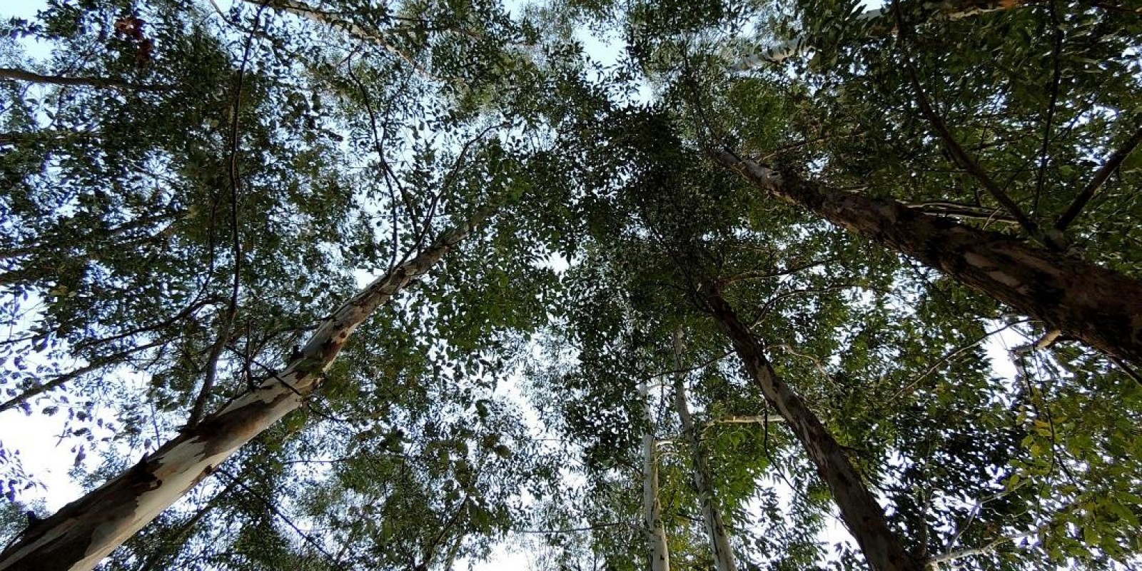 Forest Insight 2021, que busca soluções inovadoras para o setor florestal, está com inscrições abertas