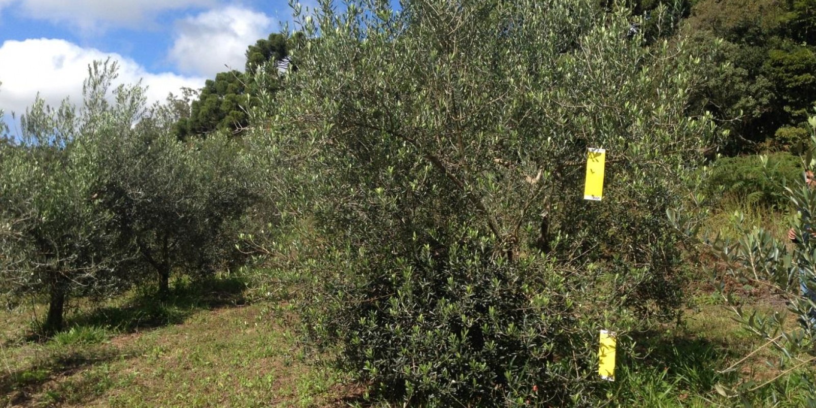 Epamig conduz estudos para o controle de doença em oliveira