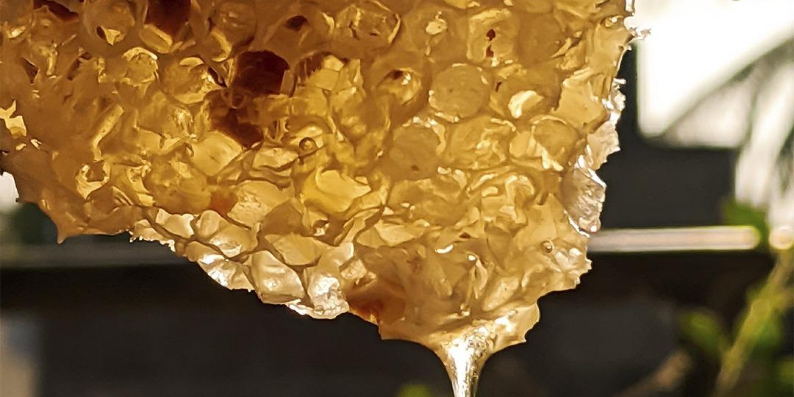 IMA lança campanha de regularização do mel e derivados