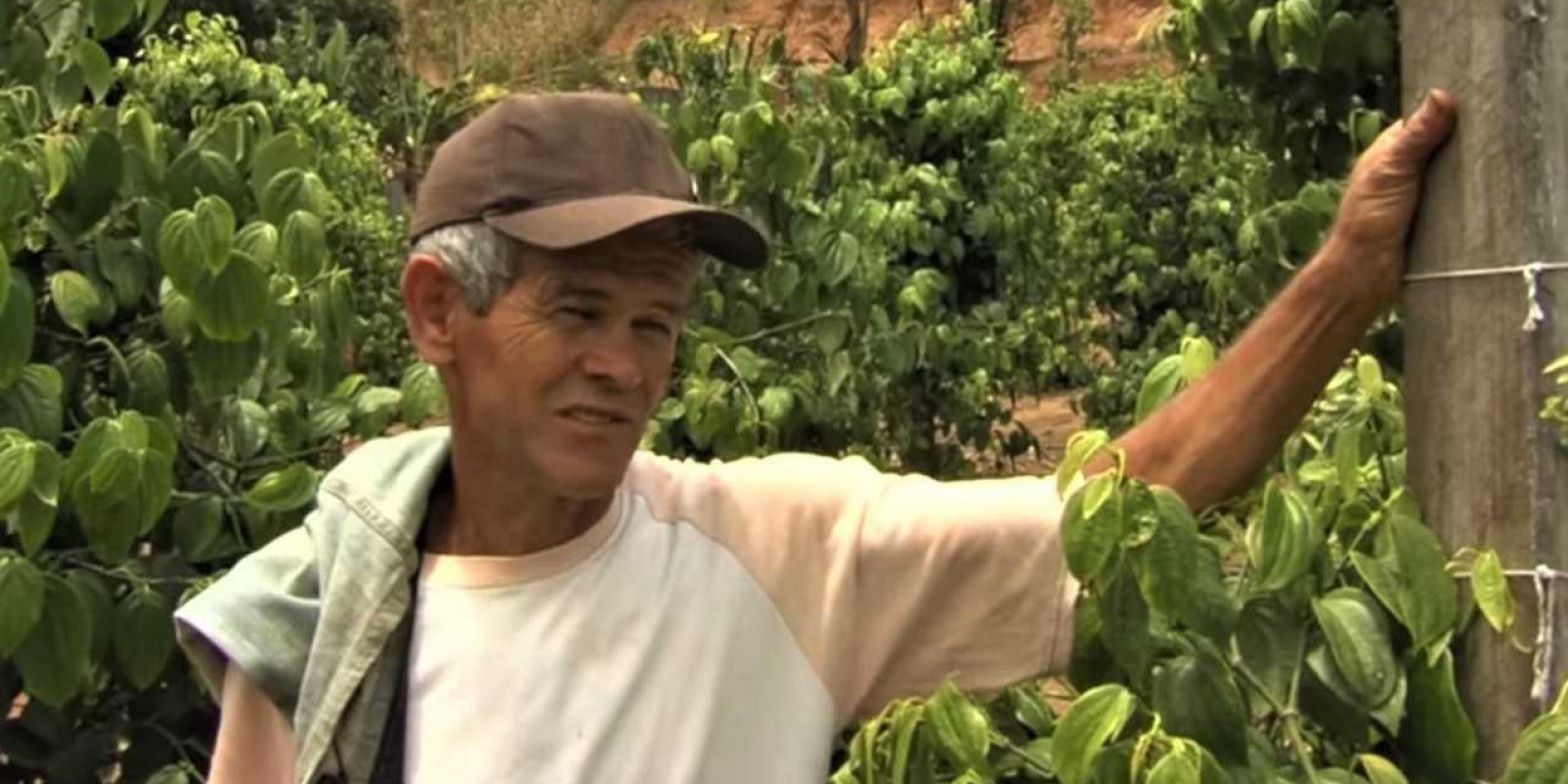Produtores do Vale do Rio Doce investem na diversificação de culturas para ampliar a renda