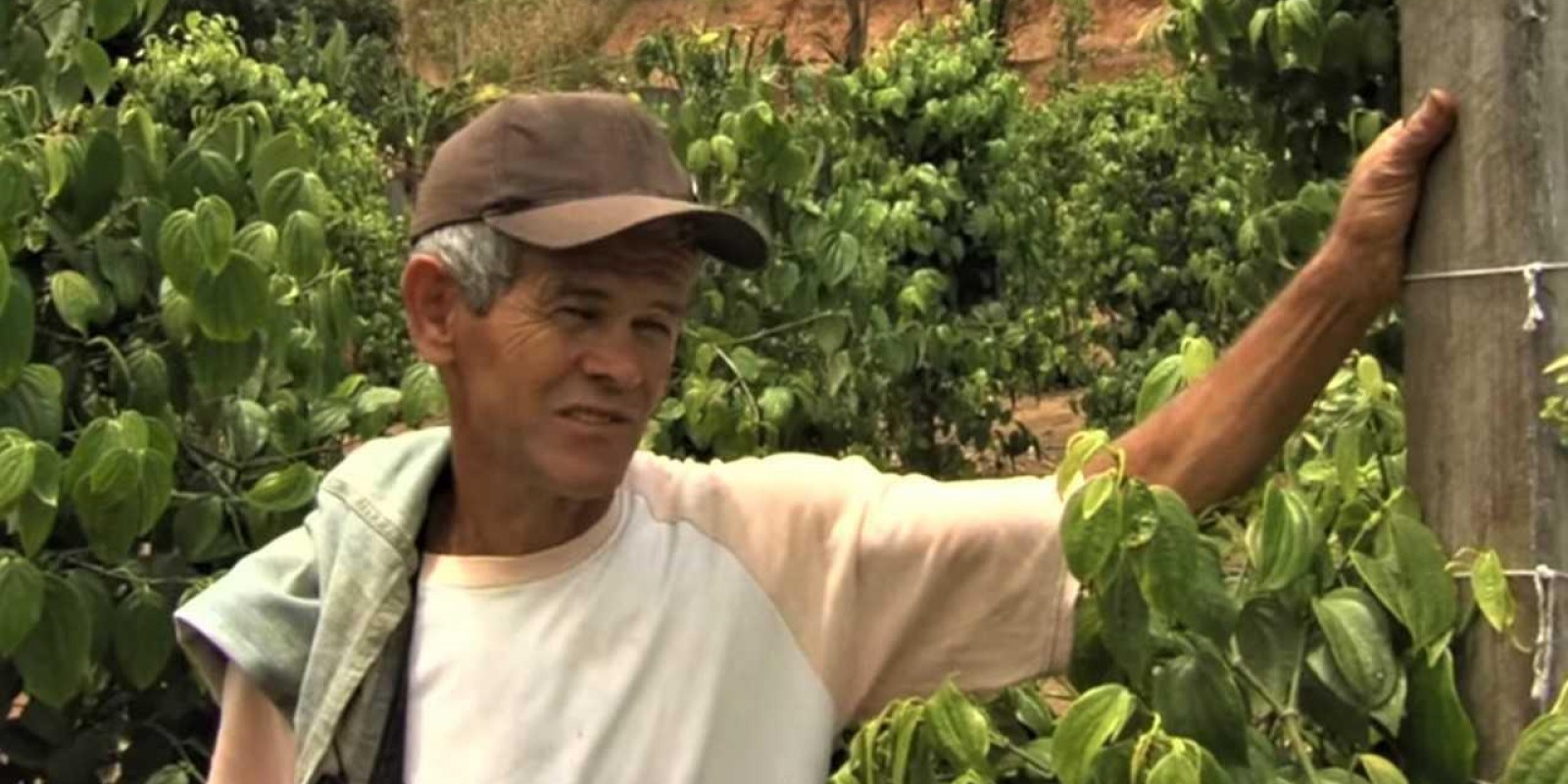 Produtores do Vale do Rio Doce investem na diversificação de culturas para ampliar a renda Produtores do Vale do Rio Doce investem na diversificação de culturas para ampliar a renda