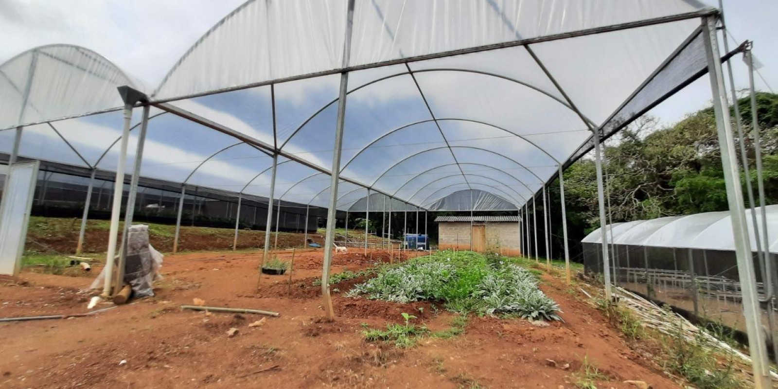 Casas de vegetação que atendem às pesquisas em floricultura da Epamig passam por reforma