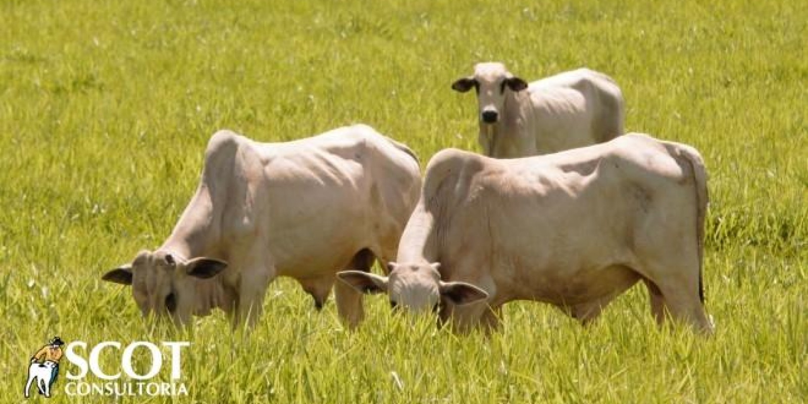 Boi gordo: recuo nos preços em todas as categorias de bovinos destinados ao abate