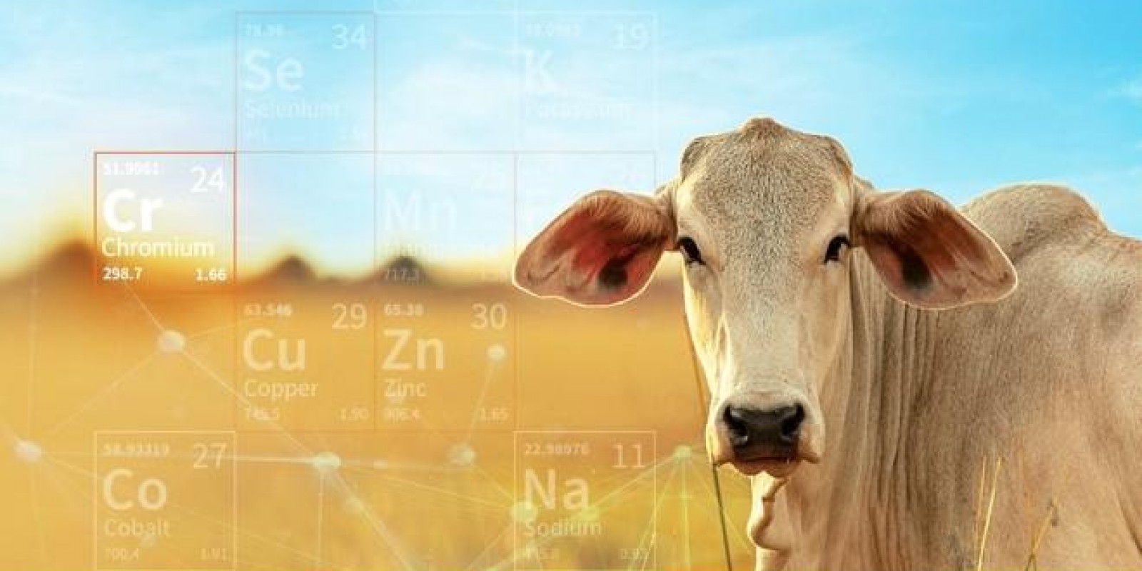 Cromo: mineral essencial para bovinos de corte