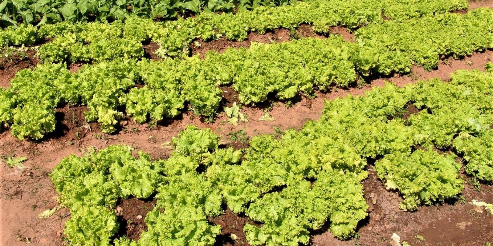 Emater-MG incentiva adubação orgânica em Iturama, no Triângulo Mineiro Emater-MG incentiva adubação orgânica em Iturama, no Triângulo Mineiro