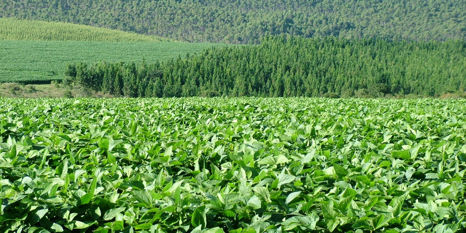 Defesa Sanitária Vegetal contribui para sanidade das lavouras mineiras Defesa Sanitária Vegetal contribui para sanidade das lavouras mineiras