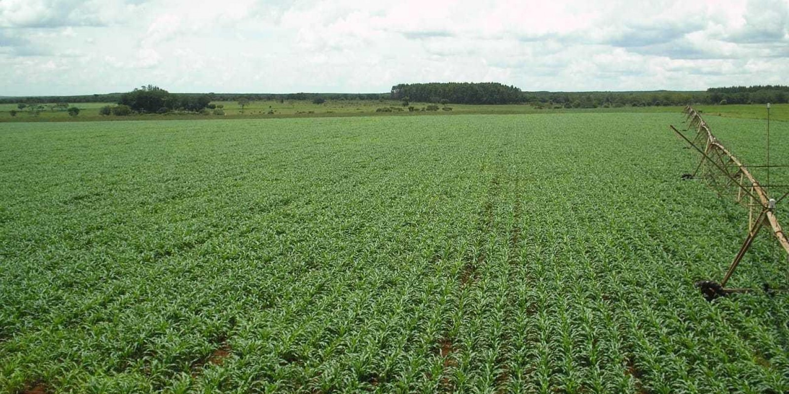 Epamig comemora novas tecnologias, parcerias e avanços administrativos em 2021 Epamig comemora novas tecnologias, parcerias e avanços administrativos em 2021