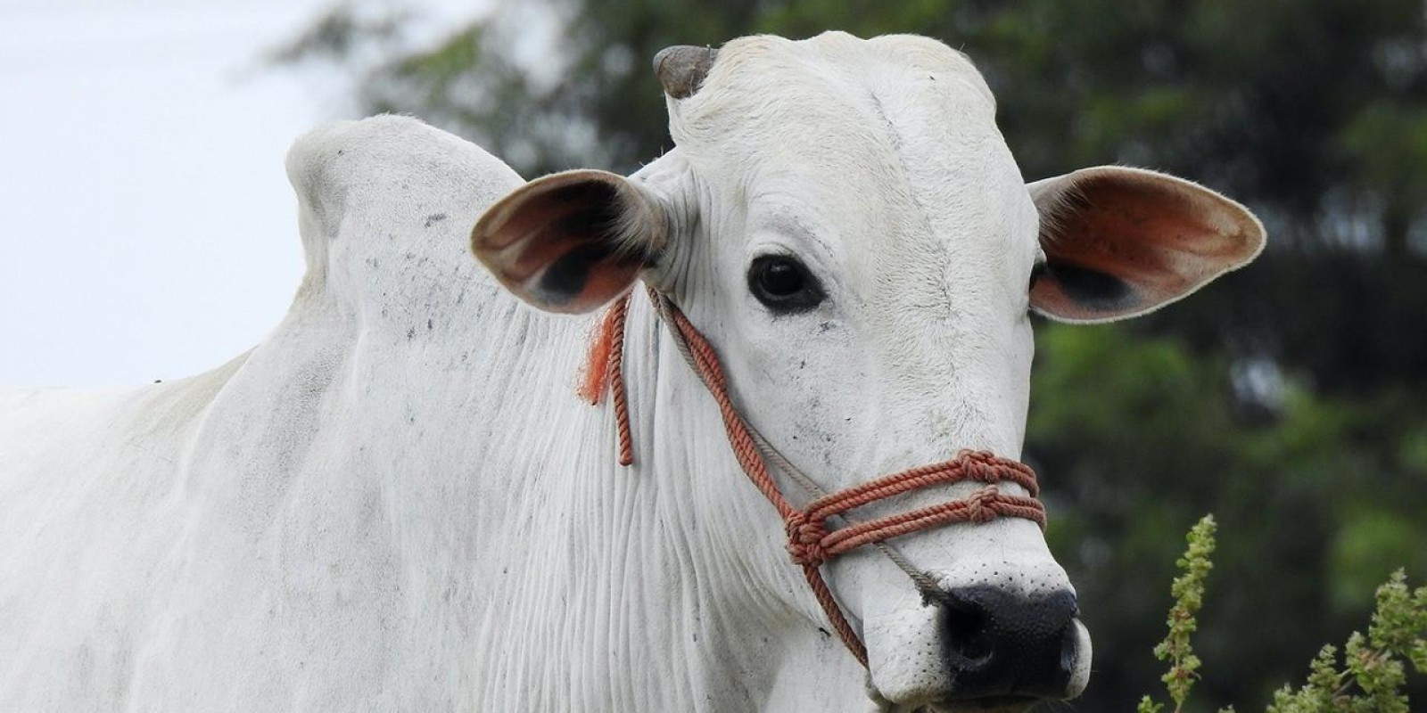 Minas Gerais vacina 97,5% de bovinos e bubalinos contra a febre aftosa