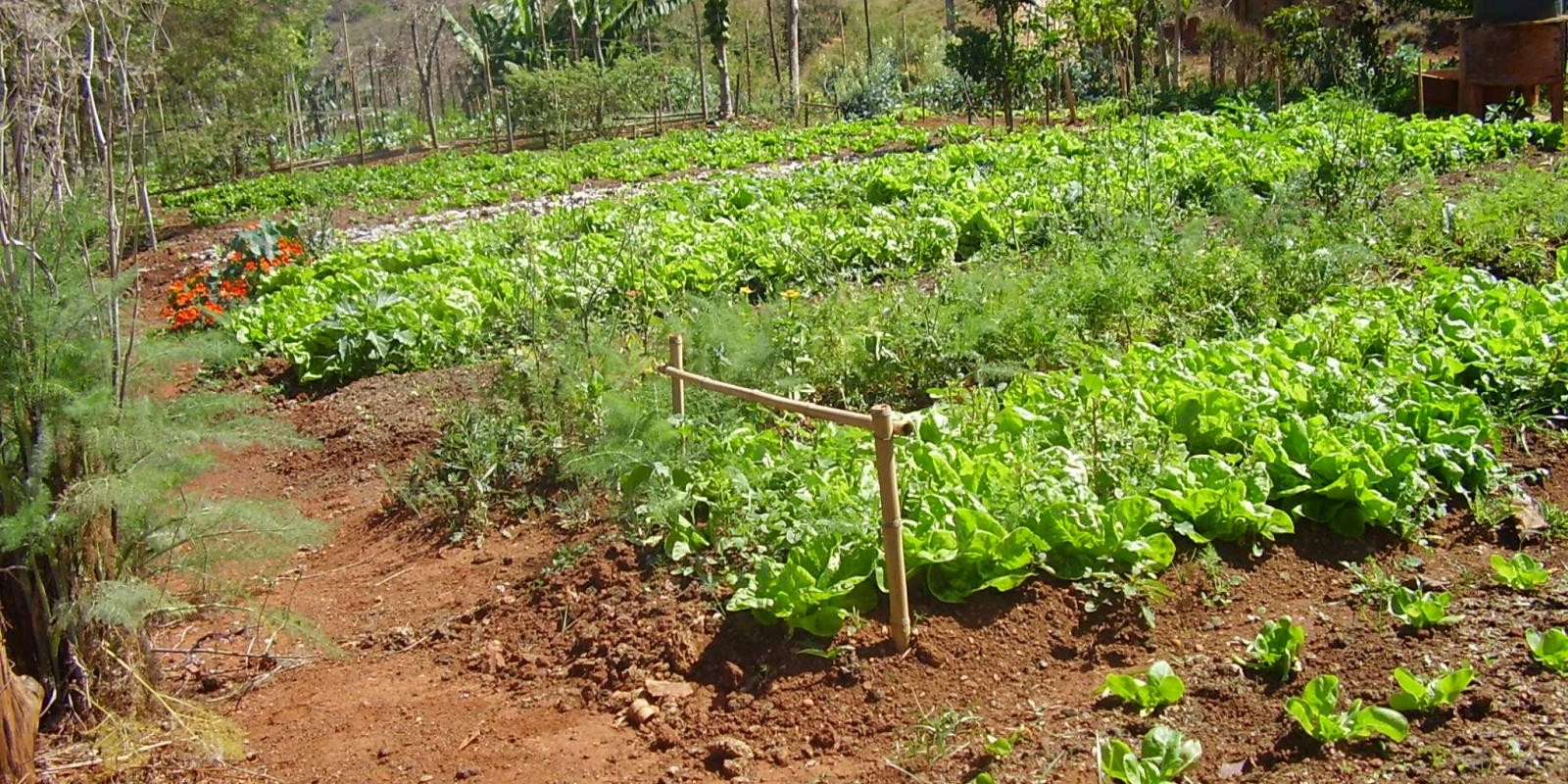 Agricultores familiares de Capitão Enéas, no Norte de Minas, ganham nova opção de vendas Agricultores familiares de Capitão Enéas, no Norte de Minas, ganham nova opção de vendas