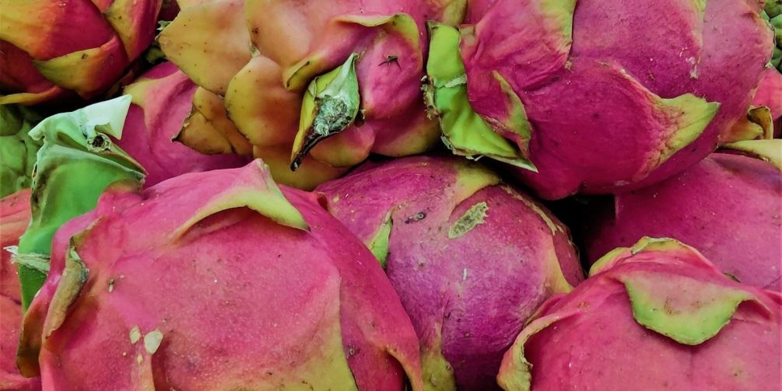 Cultivo de pitaya promete bons resultados para casal de produtores que migraram do meio urbano