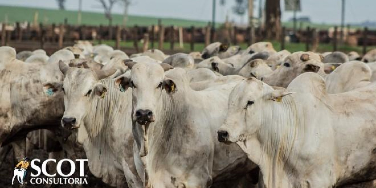 Abate de bovinos cresce no primeiro trimestre de 2022