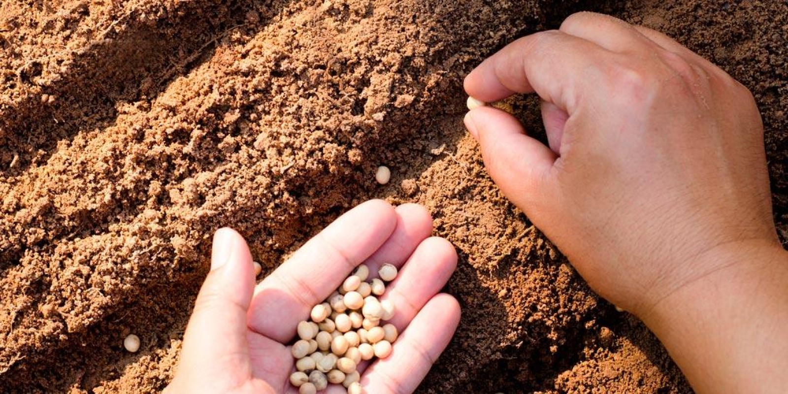Semeadura de soja ultrapassa 300 mil hectares em MS