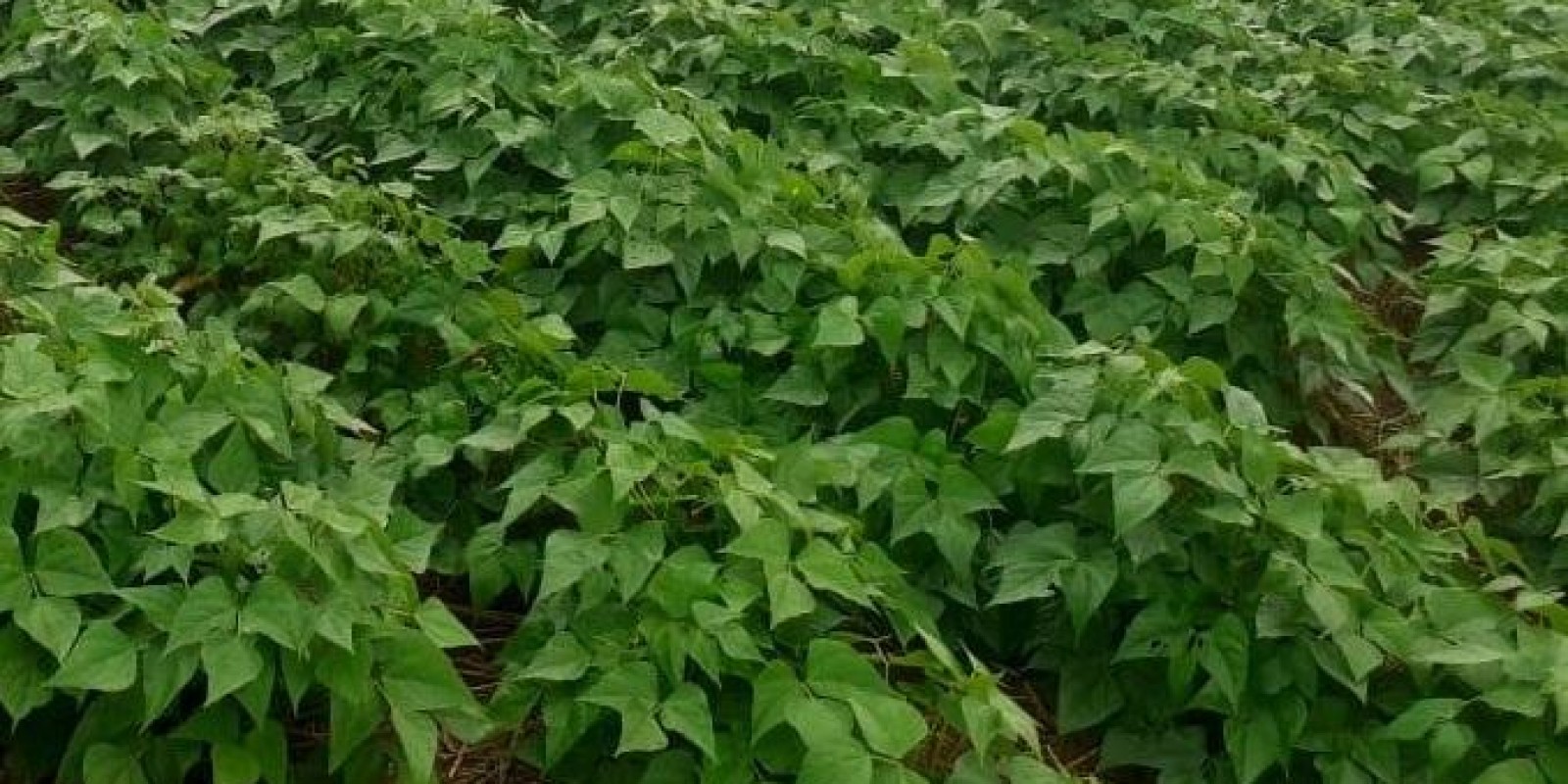 Emater-MG vai distribuir sementes de feijão para 53 mil agricultores familiares
