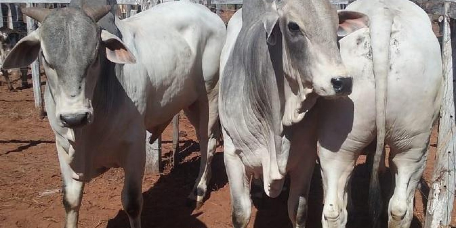 Emater-MG mobiliza agricultores familiares para participarem da Feira de Gastronomia na Expozebu Emater-MG mobiliza agricultores familiares para participarem da Feira de Gastronomia na Expozebu