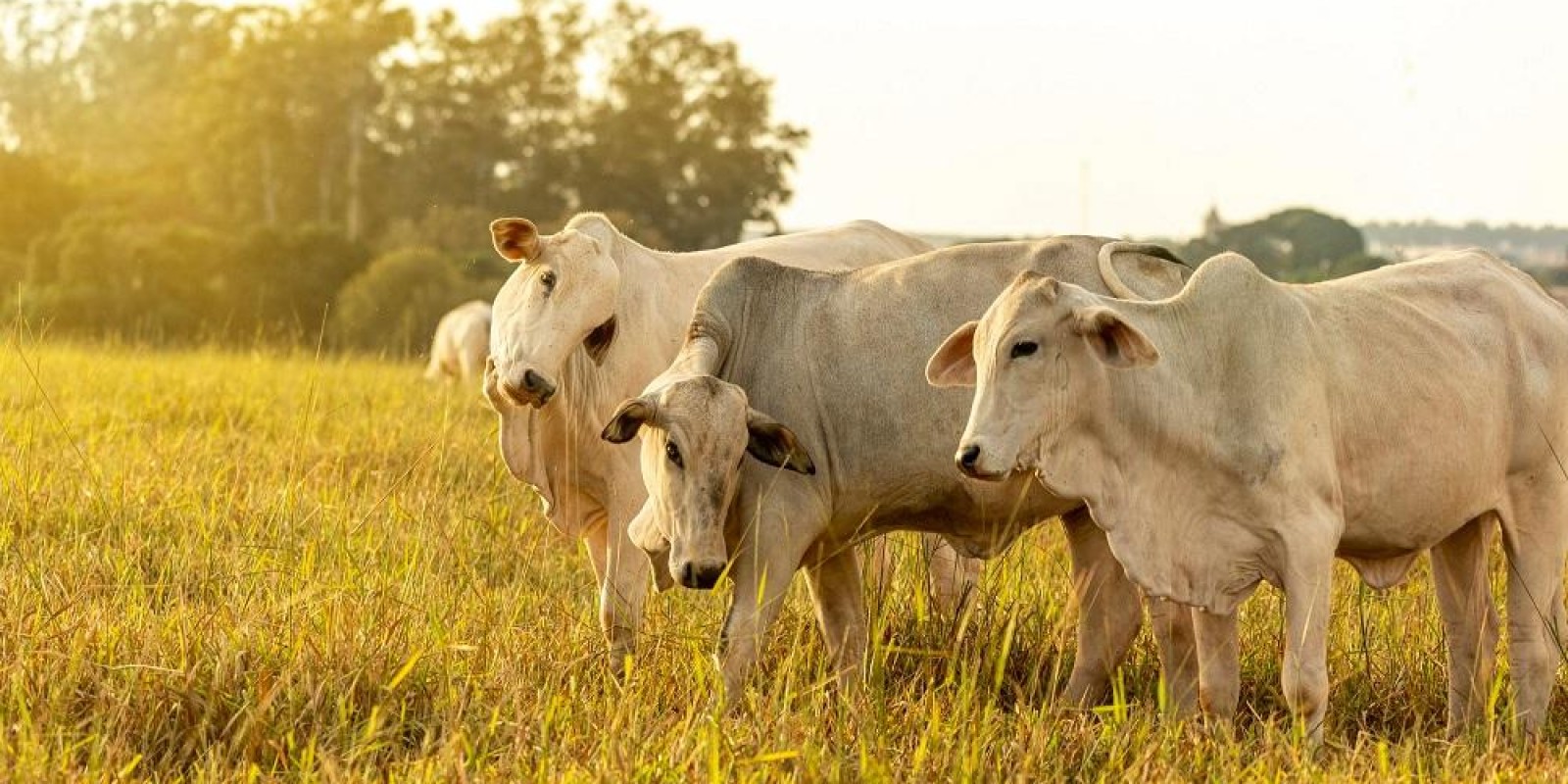 Atualização dos rebanhos fortalece vigilância sanitária em todo o estado Atualização dos rebanhos fortalece vigilância sanitária em todo o estado