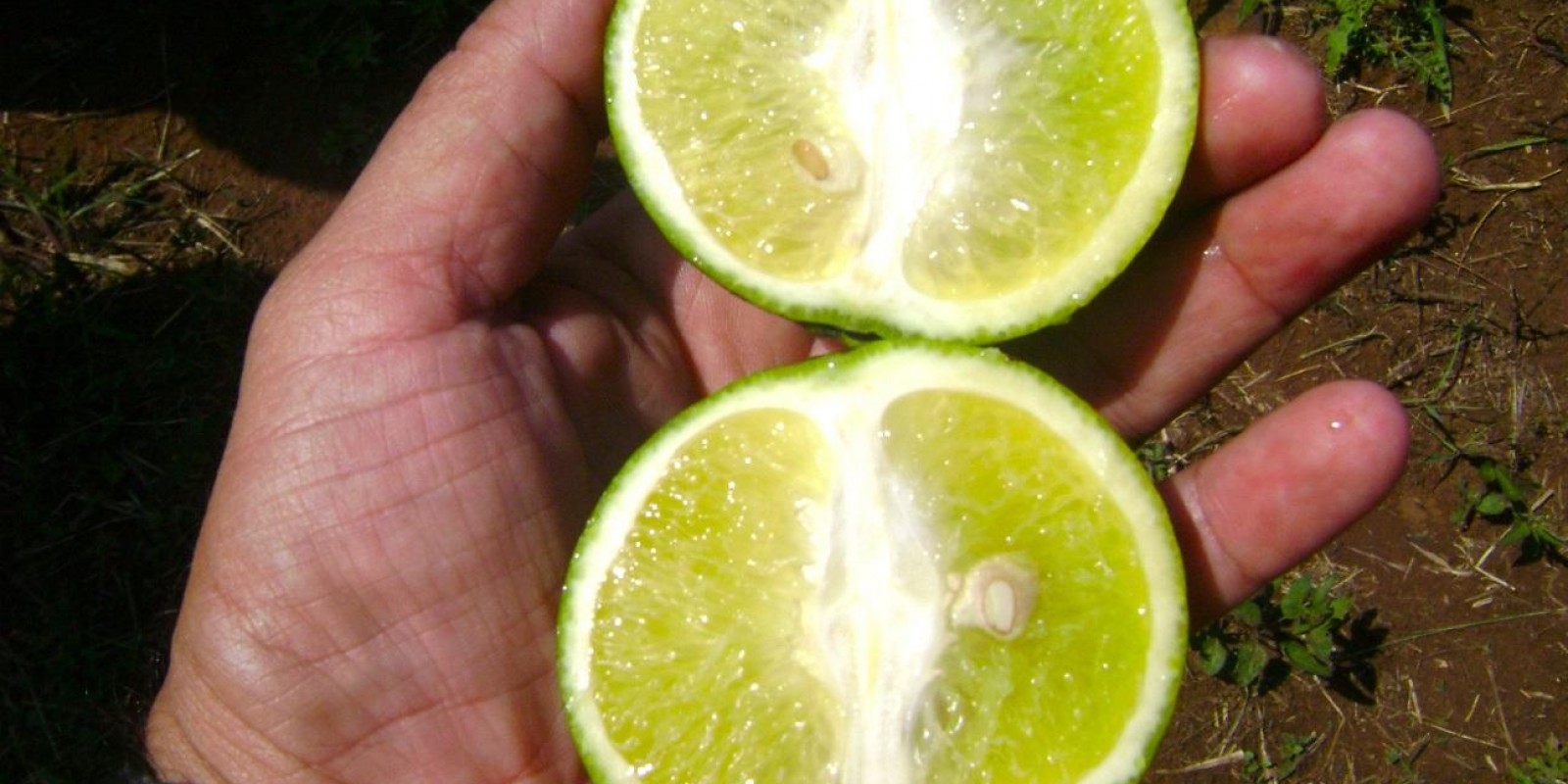 Emater-MG investe em capacitação de técnicos para controlar avanço do greening Emater-MG investe em capacitação de técnicos para controlar avanço do greening