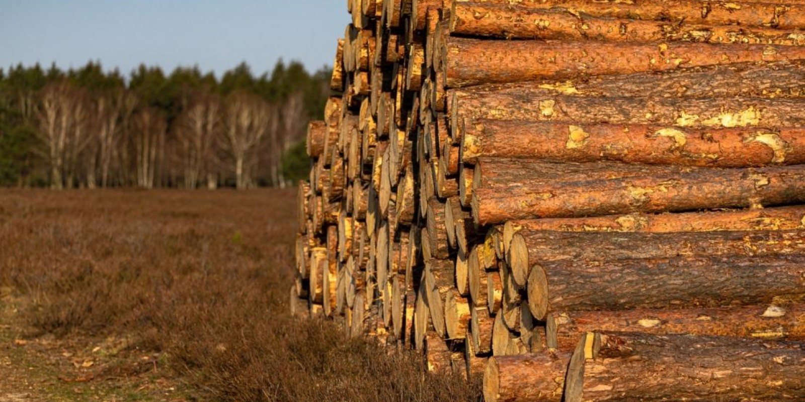 Exportações do agro mineiro alcançam US$ 7 bilhões no 1º semestre de 2023 Exportações do agro mineiro alcançam US$ 7 bilhões no 1º semestre de 2023