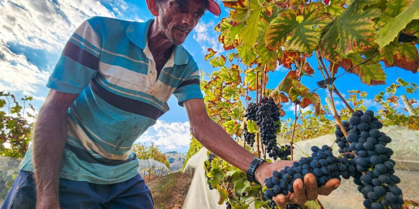 Nova vinícola prepara chegada ao mercado, com uso de técnica difundida pela Epamig Nova vinícola prepara chegada ao mercado, com uso de técnica difundida pela Epamig