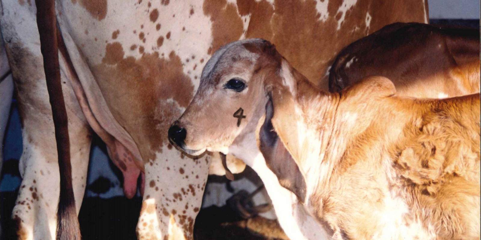 Estado alcança 77,5% de índice vacinal contra brucelose em bovinos e bubalinos