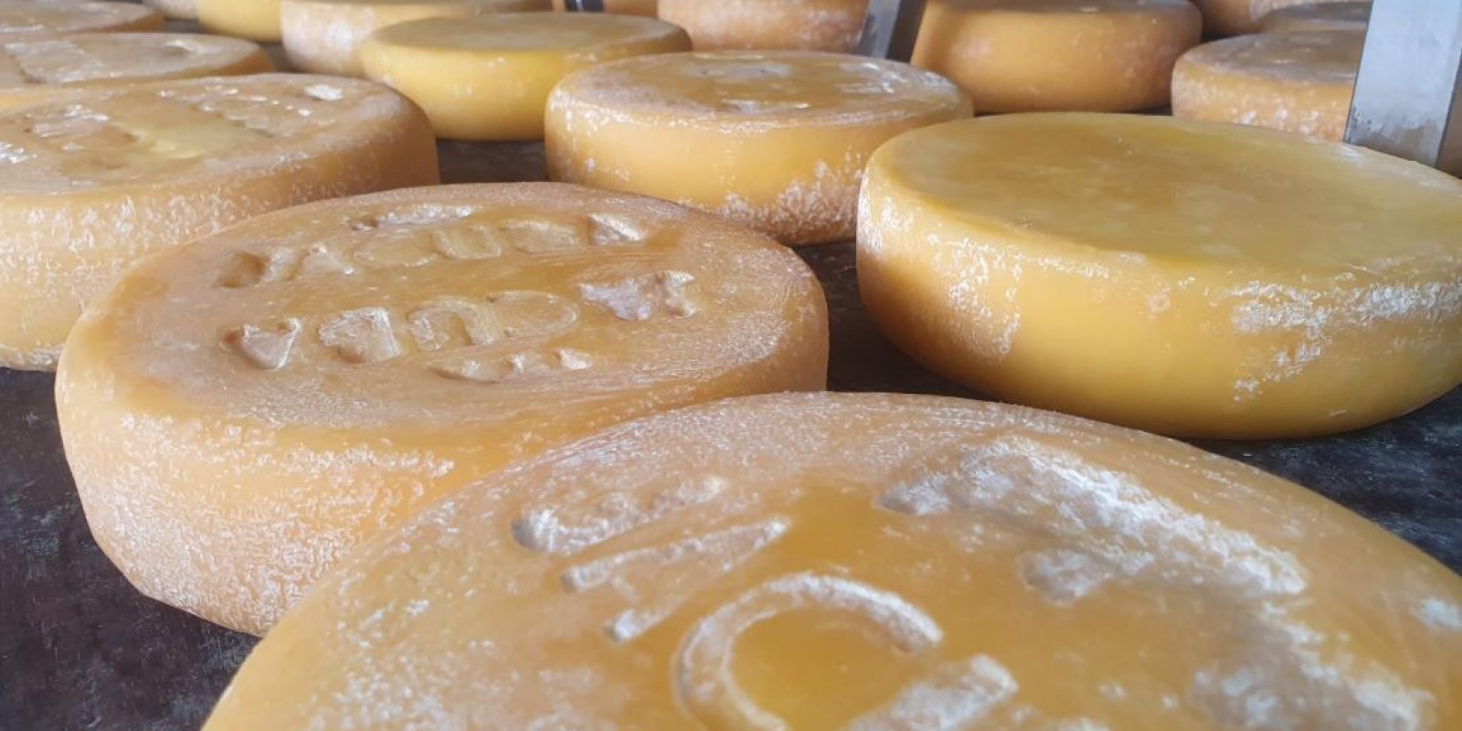 Nova Lei estimula mercado e regularização das queijarias mineiras Nova Lei estimula mercado e regularização das queijarias mineiras