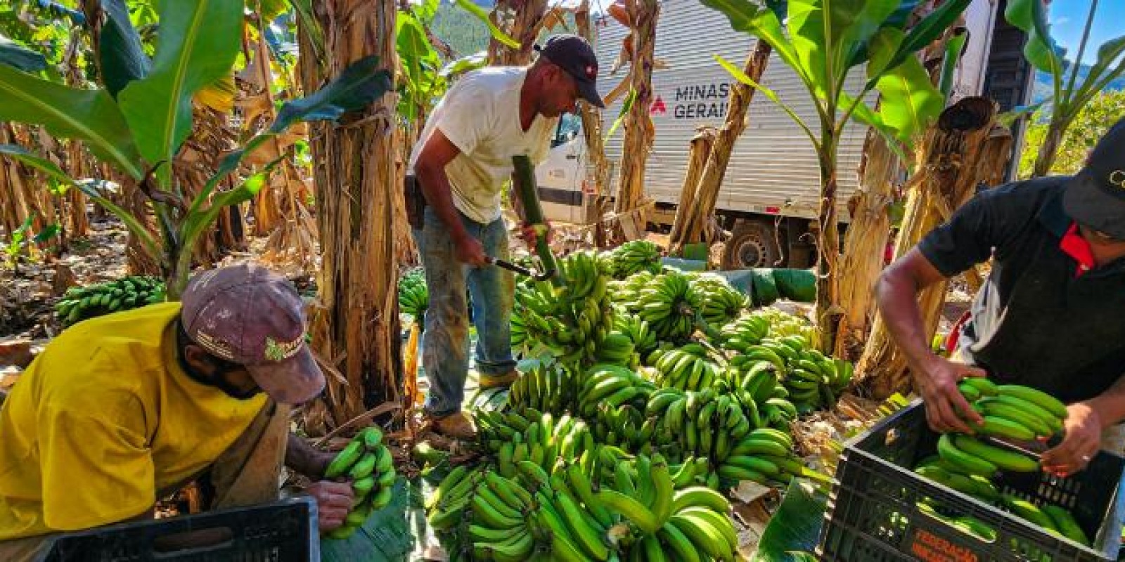 Programa do Governo de Minas fortalece o cooperativismo na agricultura familiar Programa do Governo de Minas fortalece o cooperativismo na agricultura familiar