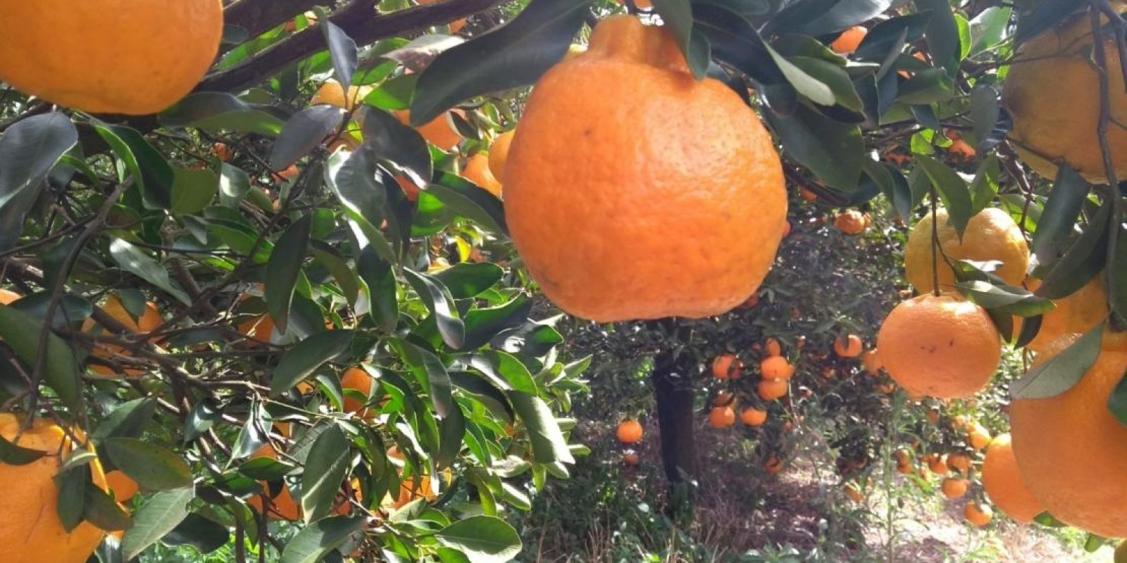 Citricultores têm até dia 31 para entregar relatório sobre o Greening; saiba mais Citricultores têm até dia 31 para entregar relatório sobre o Greening; saiba mais