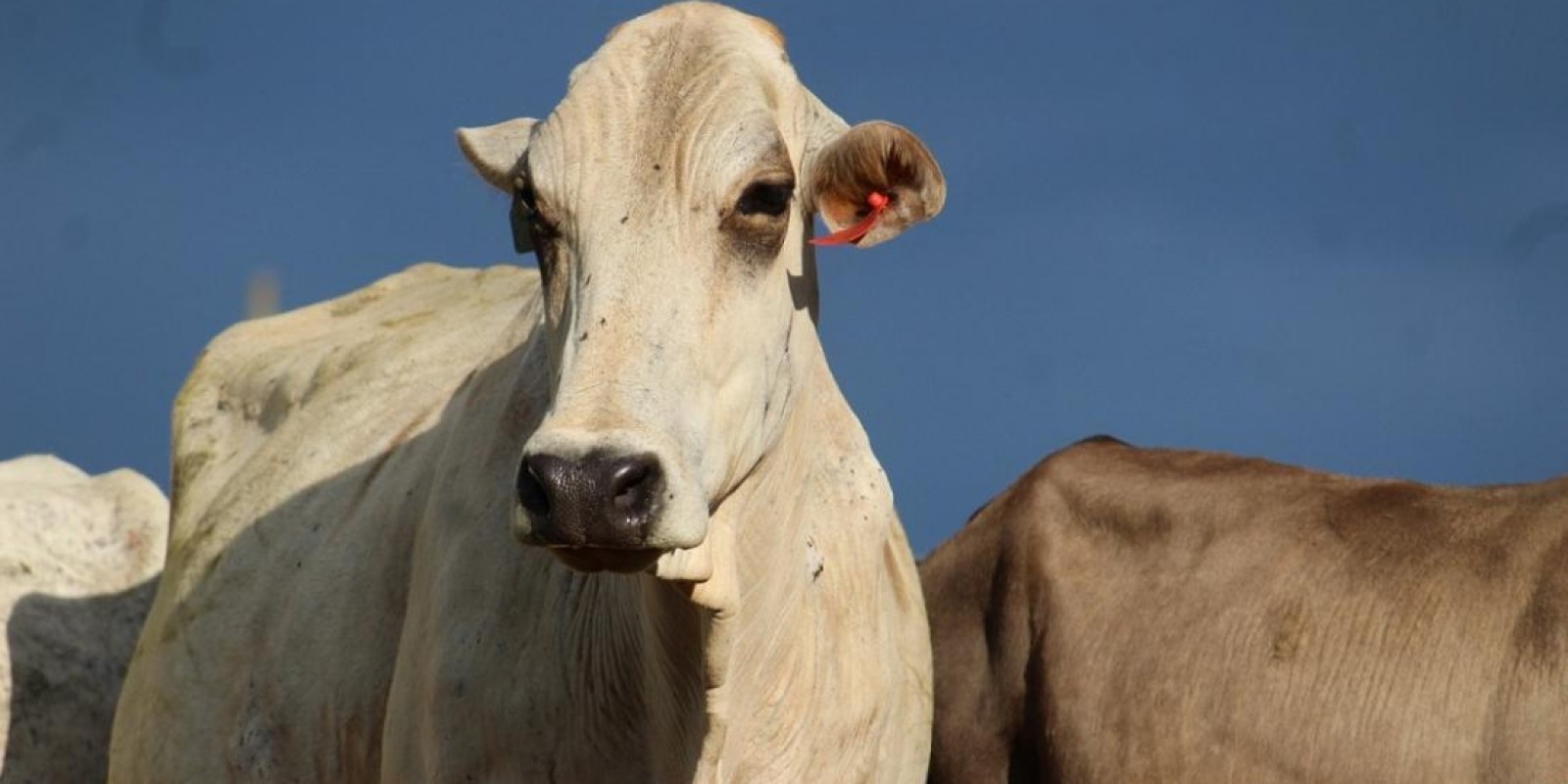 Valor Bruto da Produção agropecuária mineira tem estimativa de crescimento maior que o nacional em 2025 Valor Bruto da Produção agropecuária mineira tem estimativa de crescimento maior que o nacional em 2025