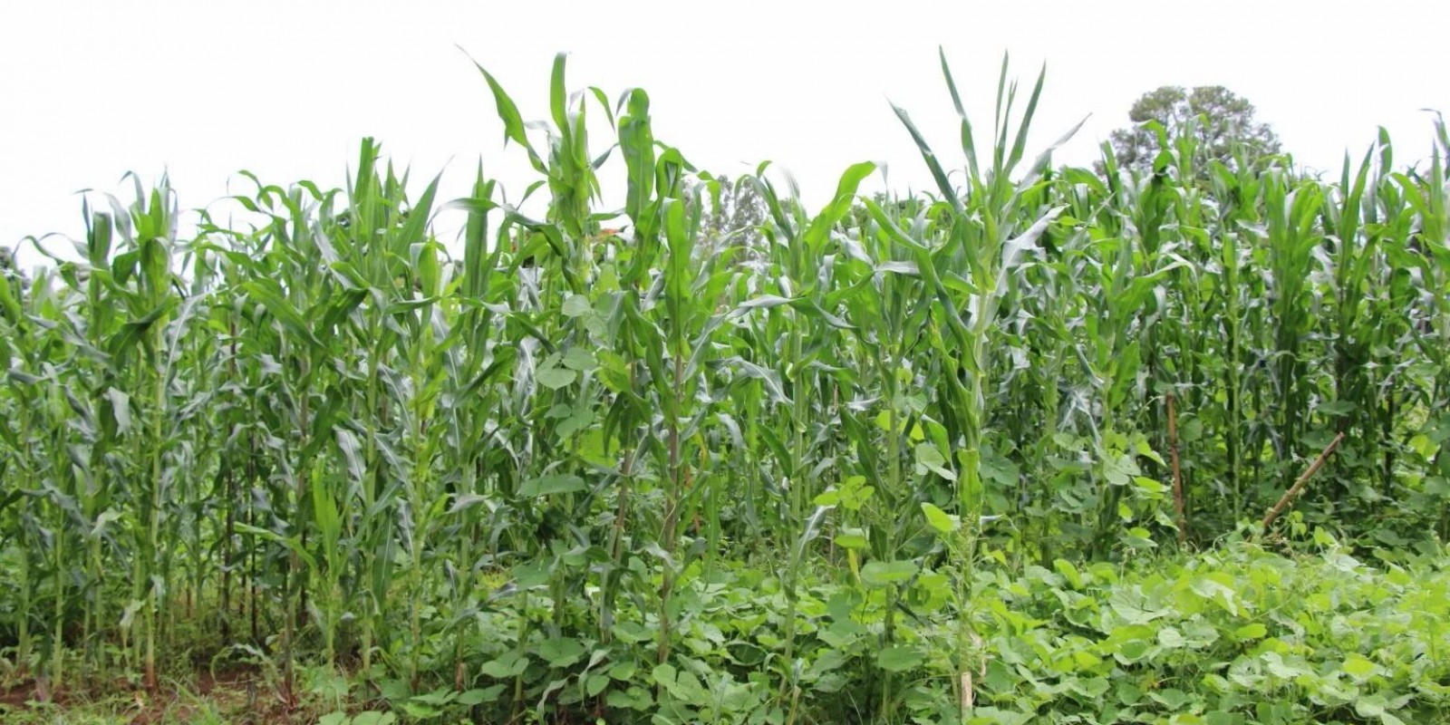 Epamig pesquisa cultivo consorciado de feijão mangalô e milho crioulo Epamig pesquisa cultivo consorciado de feijão mangalô e milho crioulo